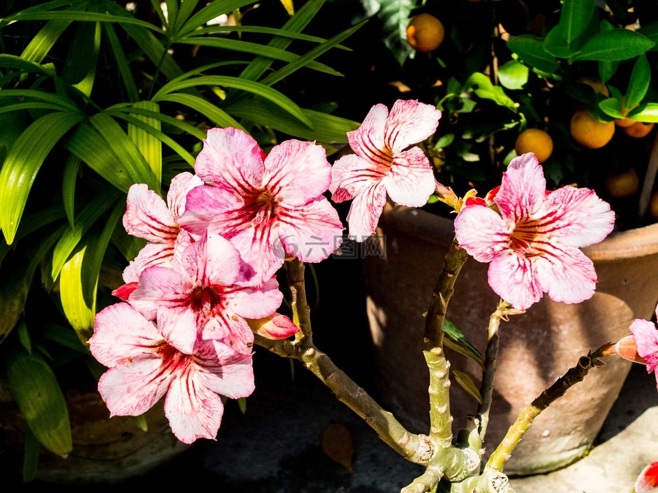 花,开花,白色红色