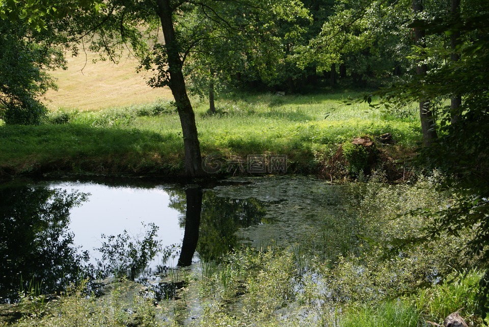 湖山水田园诗,池塘,植物塘