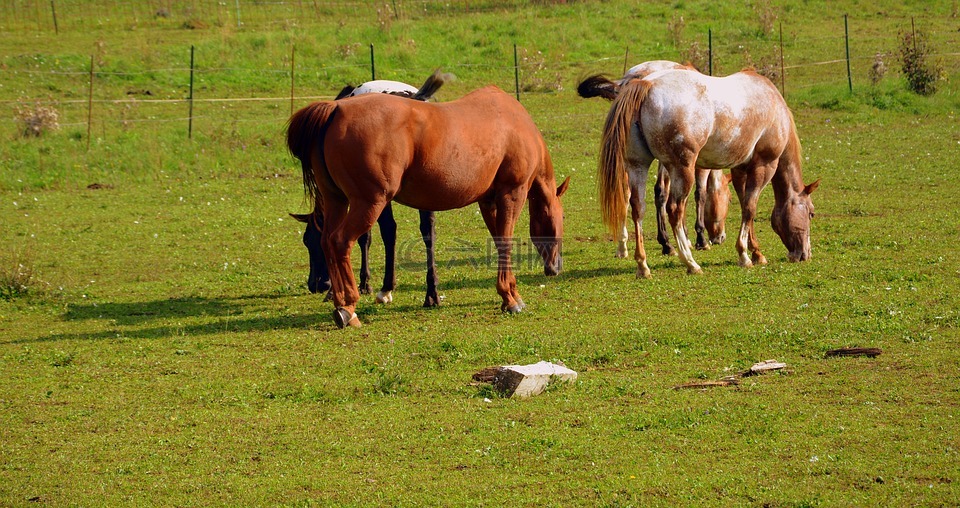马,牧场的草地上,动物