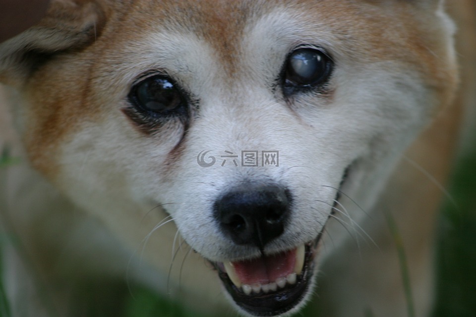 shiba inu,狗,盲