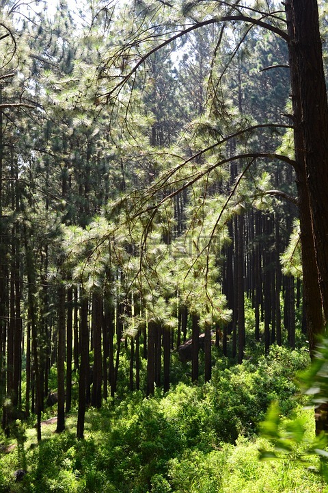 松林,背光源,树