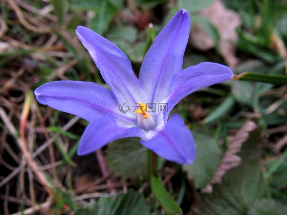 chionodoxa luciliae,蓝星,春天