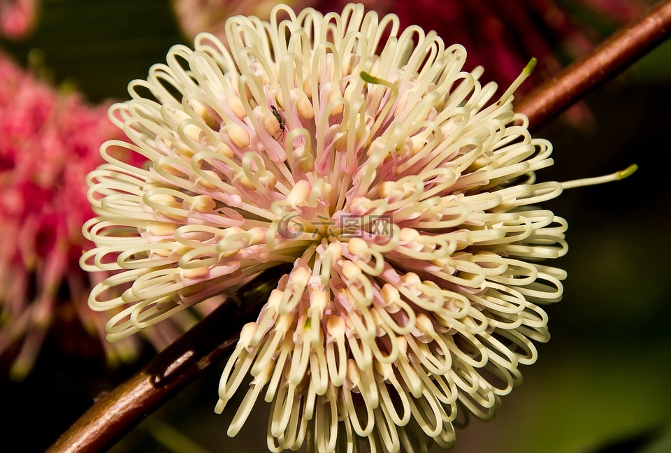 针垫 hakea,花,澳大利亚