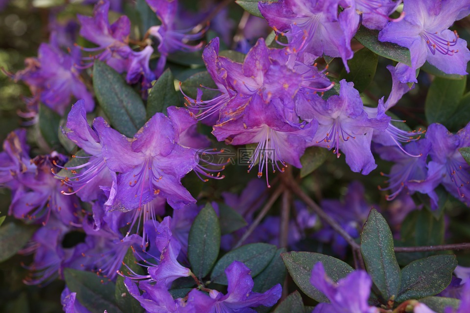 自然花束,本地的花,南澳大利亚