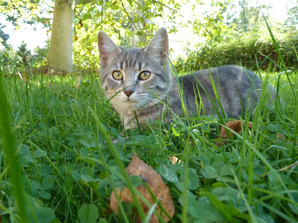 猫,草地,国内的猫