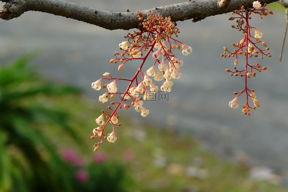 頻婆花,果樹,鳯眼果