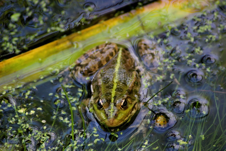 蛙池里,夏季,赫拉尔多 ·