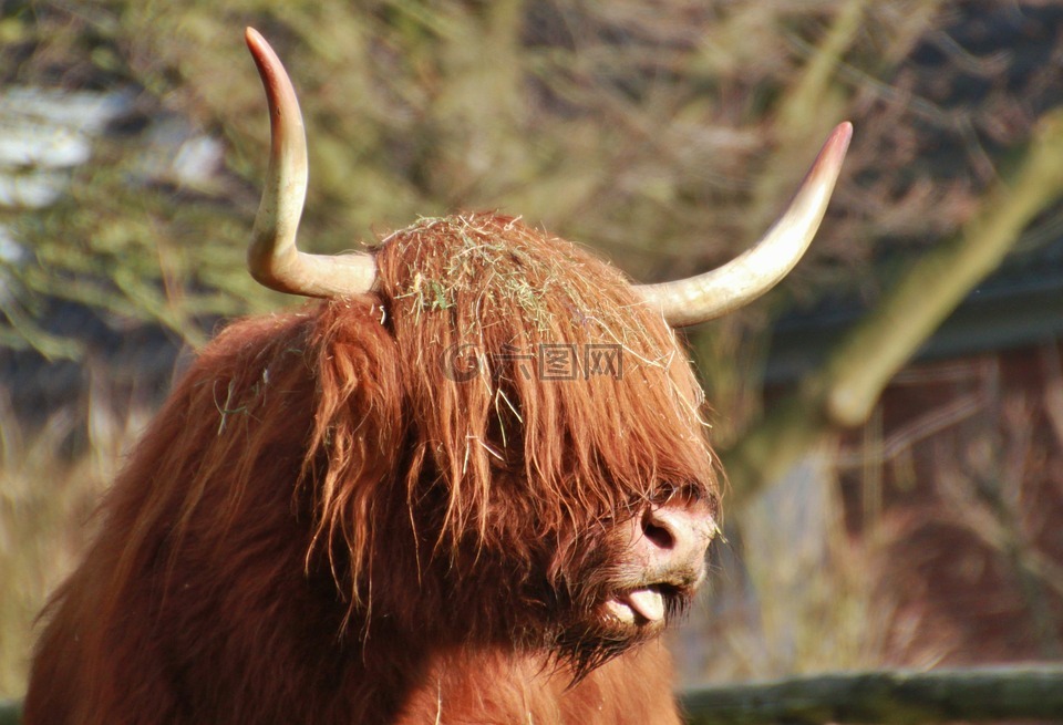 苏格兰 hochlandrind,牛肉,动物