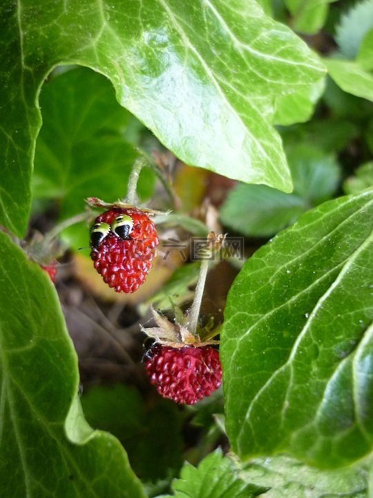 有趣的草莓,木草莓,草莓的眼睛