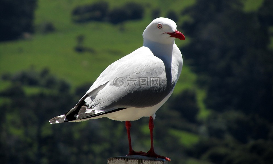 新西兰,阿卡罗阿,海景
