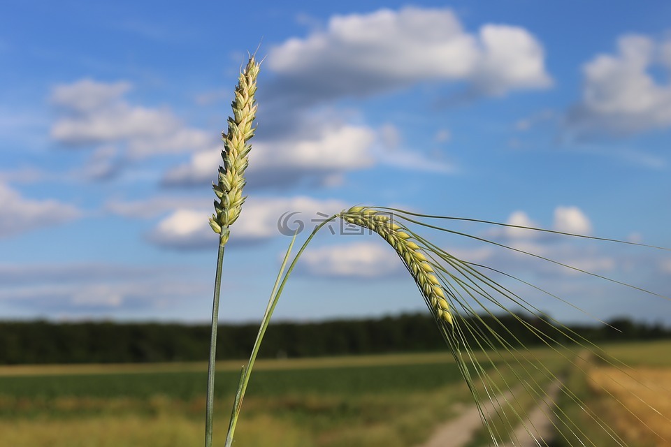 小麦和大麦,差异,农业