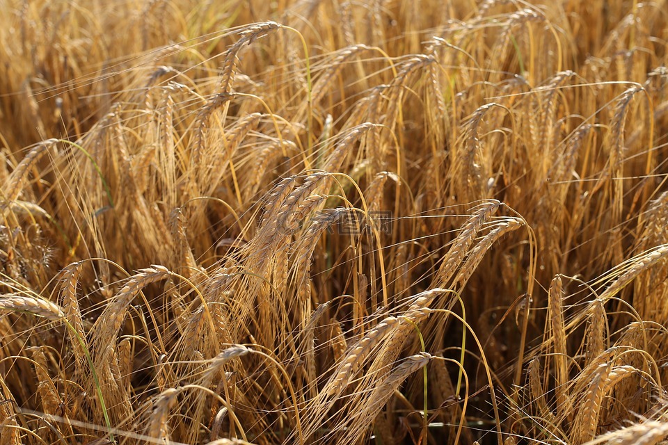 大麦的收获之前,农业,食品