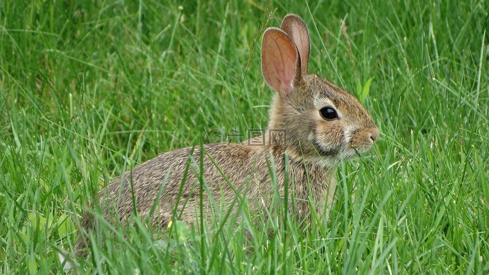 兔,草,自然