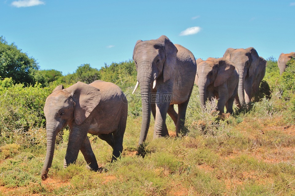 非洲布什大象,一群,象