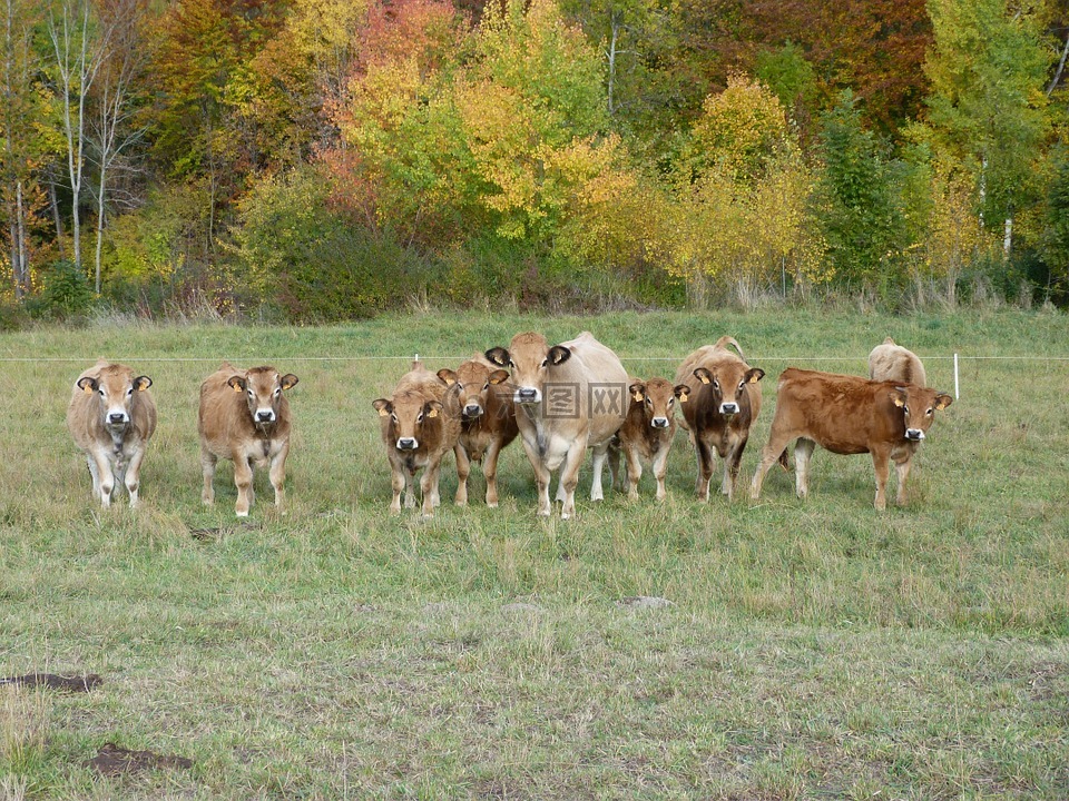 母牛,动物,草原