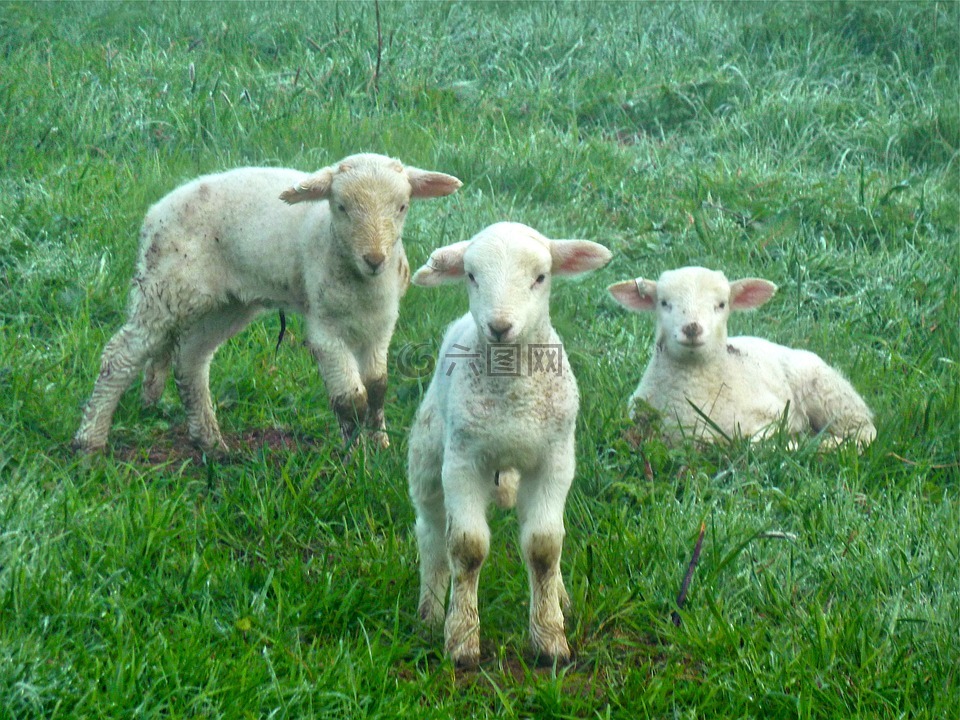 羔羊,羊,农场