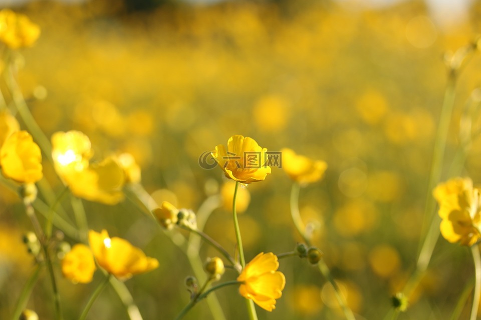 野生花卉,黄色,字段