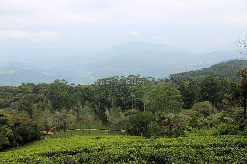 茶村,人工林,茶