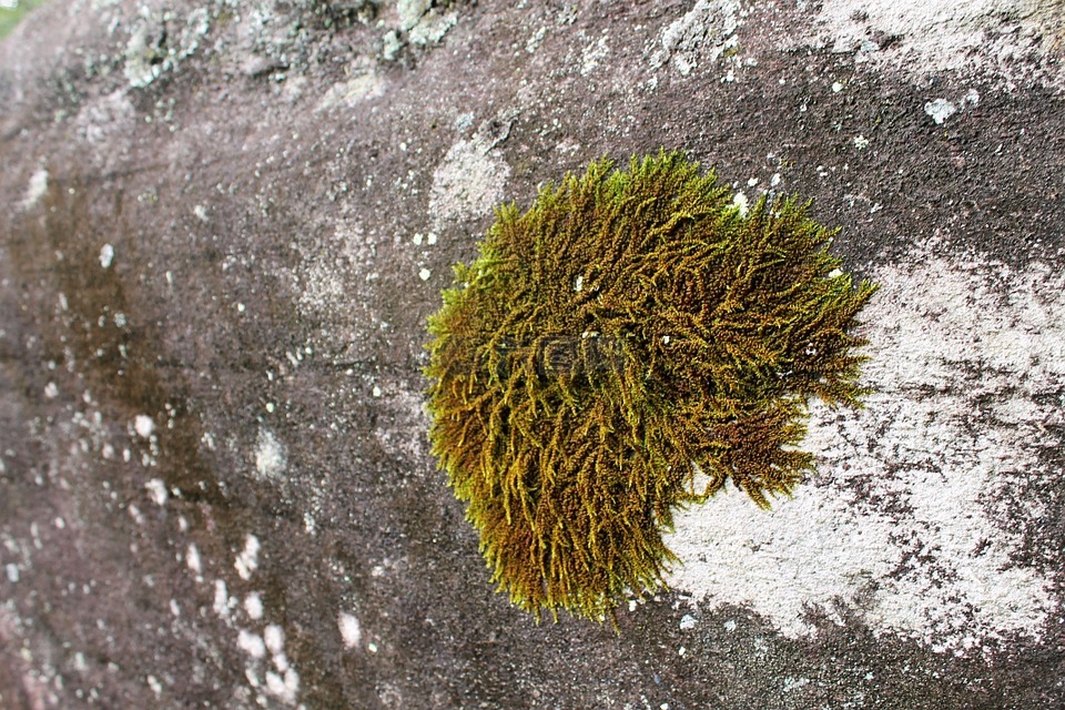 绿色,藓类植物,岩