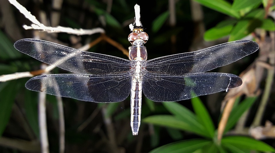 蜻蜓,昆虫,带翅膀的昆虫
