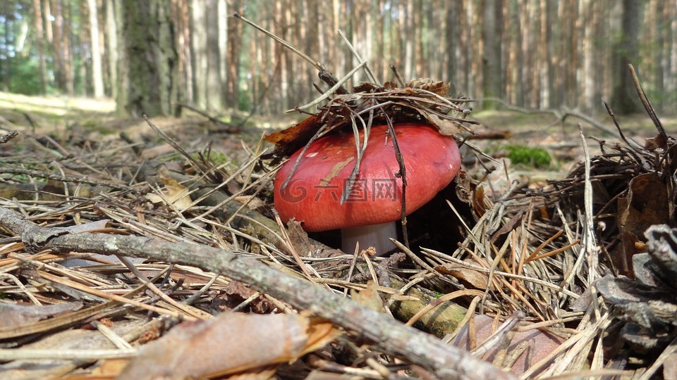 蘑菇,森林,毒蘑菇