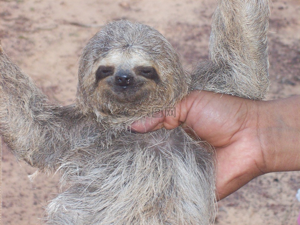 樹懶,嬰兒,動物