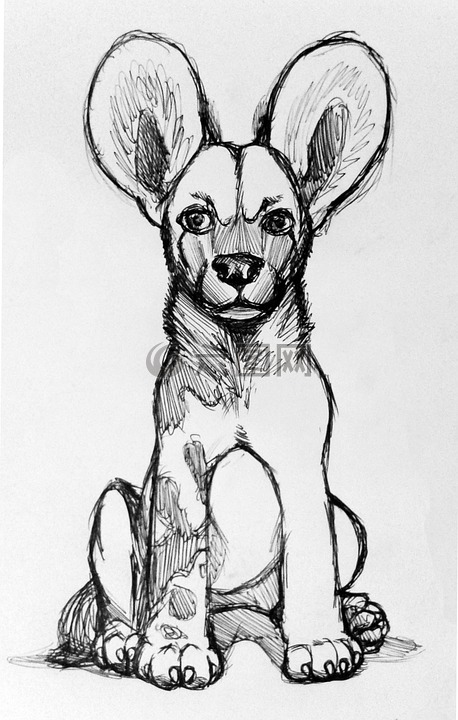 非洲野狗,绘图,草案