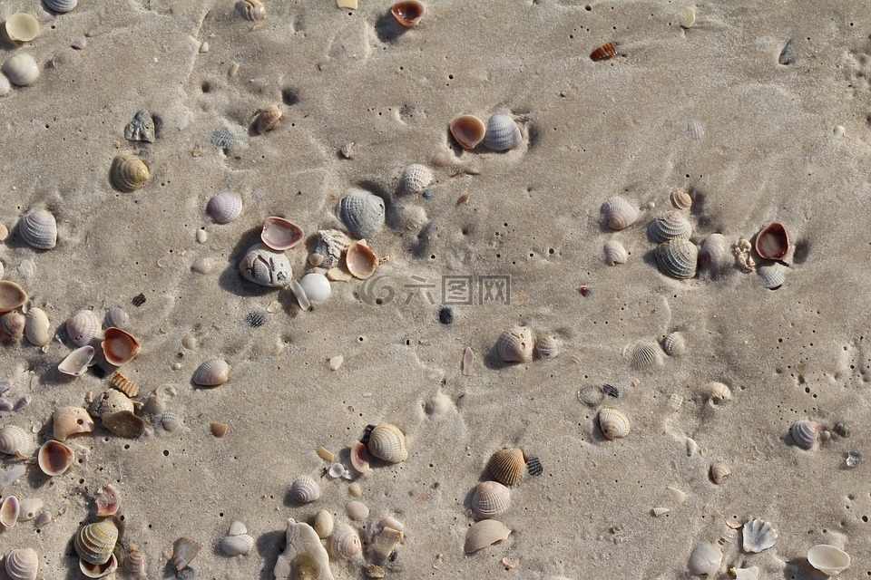 沙,贝壳,水