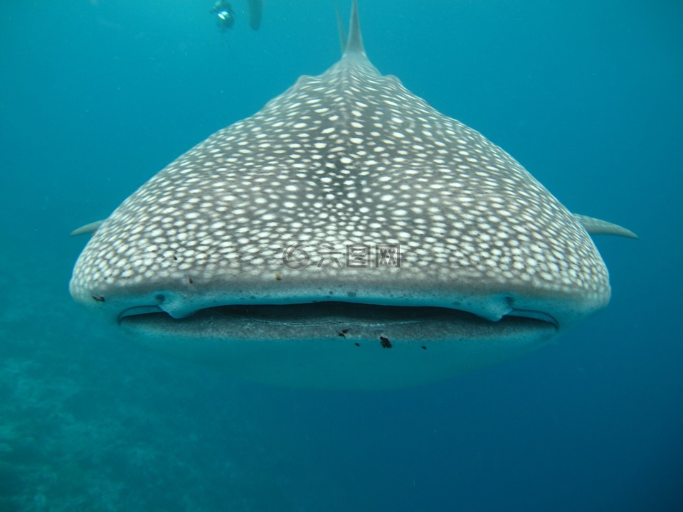 鲸鲨,马尔代夫,海