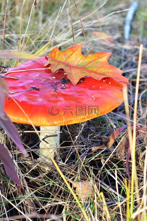鹅膏菌,红色,蘑菇
