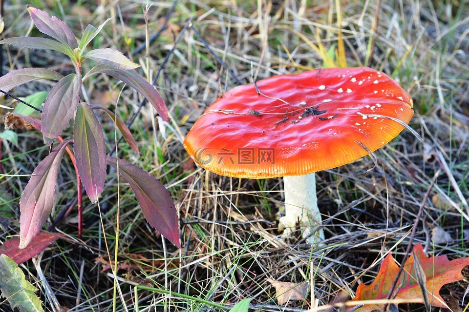 鹅膏菌,红色,蘑菇