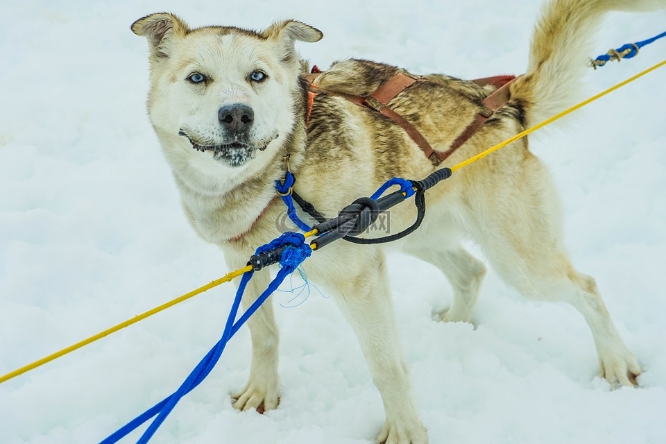 雪橇犬,阿拉斯加州,狗拉雪橇
