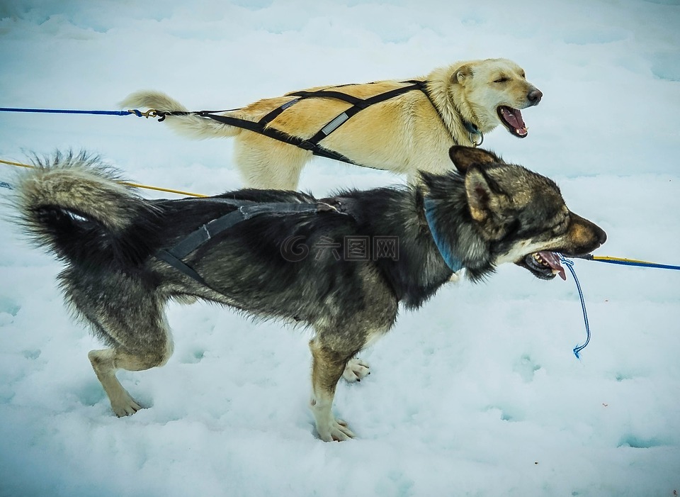 雪橇犬,阿拉斯加州,狗拉雪橇