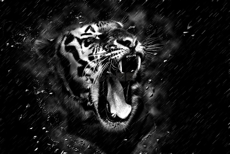 虎,头,黑色和白色