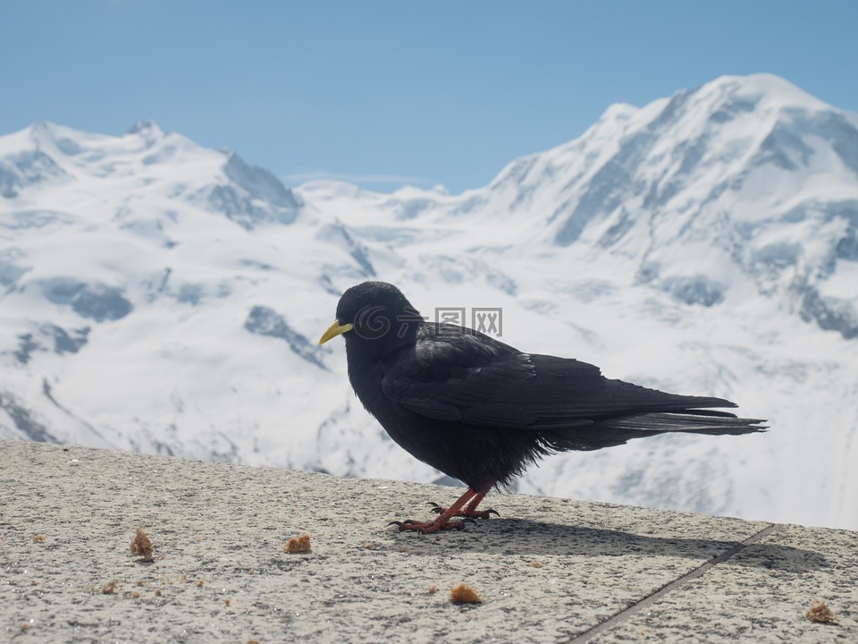 chough,寒鸦,bergdohle