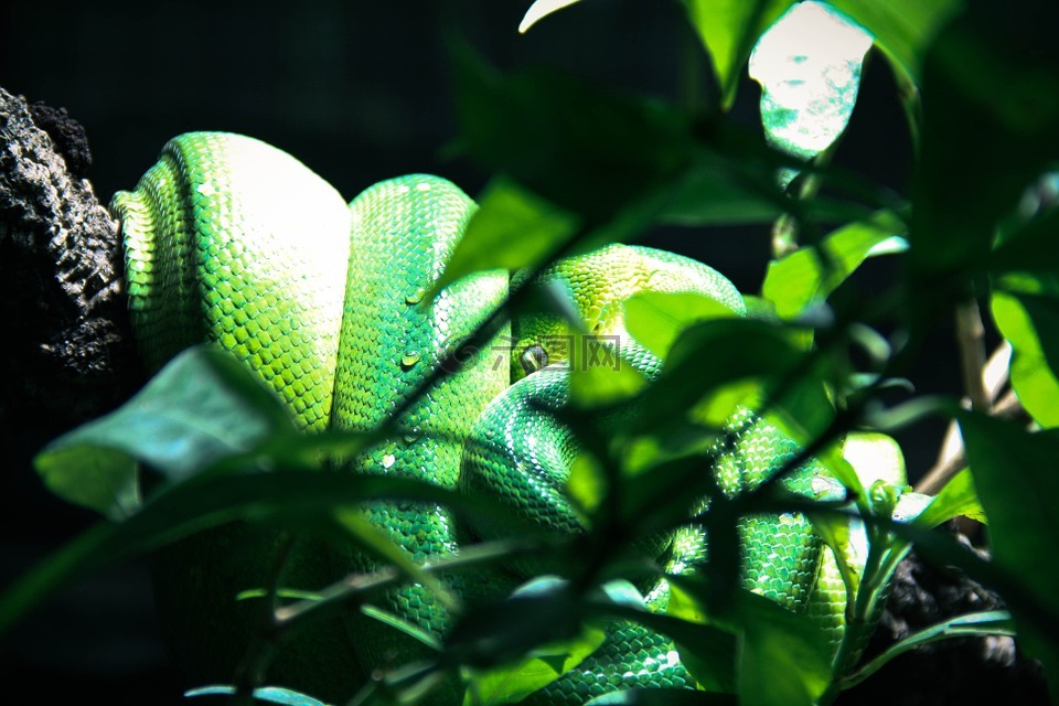 蛇,饲养站,绿色