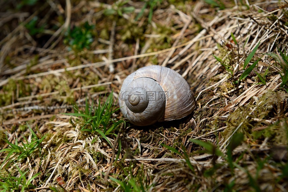 壳,蜗牛,天然地板