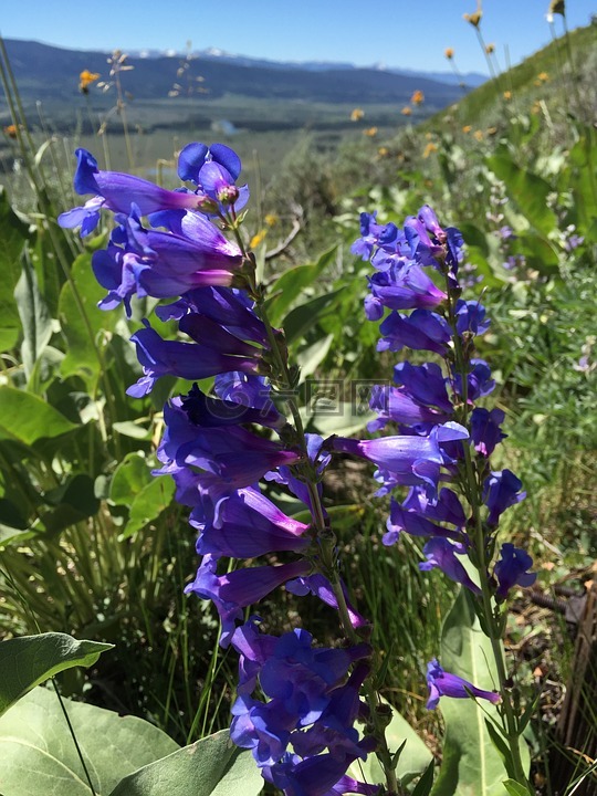 beardtongue,兰彭斯特蒙,花