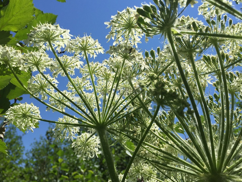 牛防风草,鲜花,伞形