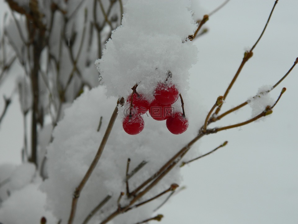 冬天,雪,红色浆果