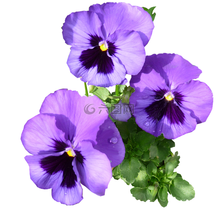 三色紫罗兰,紫色,开花