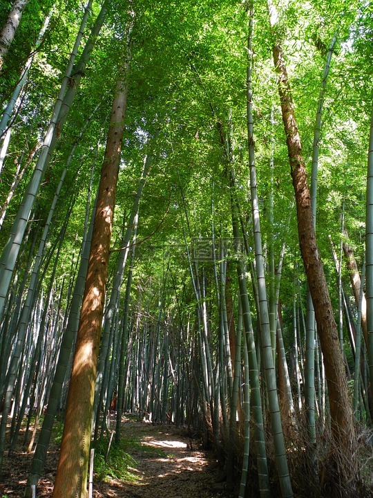 竹,岐阜,日本