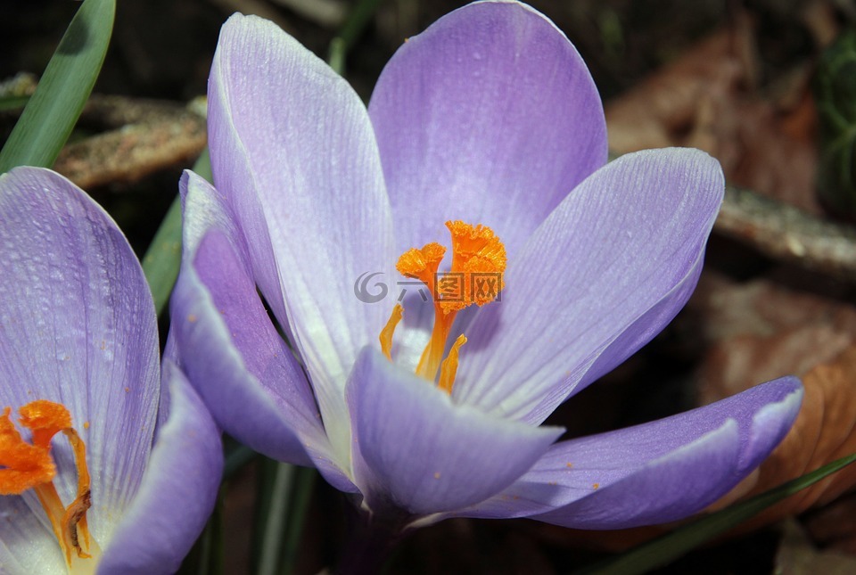 藏红花,春天的预兆,紫