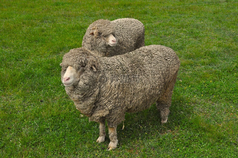 羊,羊毛,围场