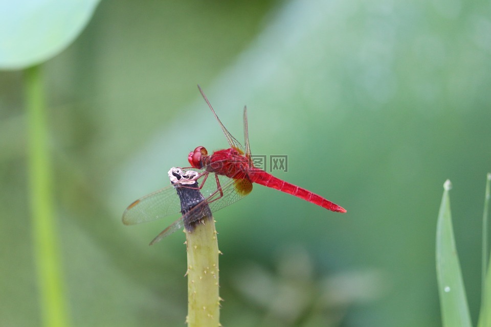 红蜻蜓,夏日荷塘,绿色