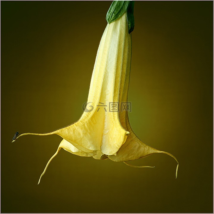 brugmansia,小号,花