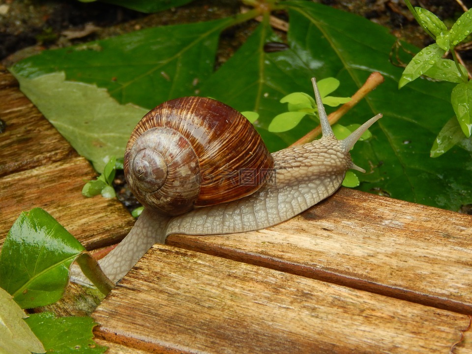 蜗牛,阴雨天气,壳