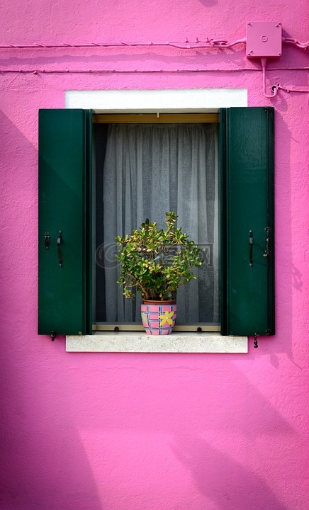 紫窗口,首页,阳台植物