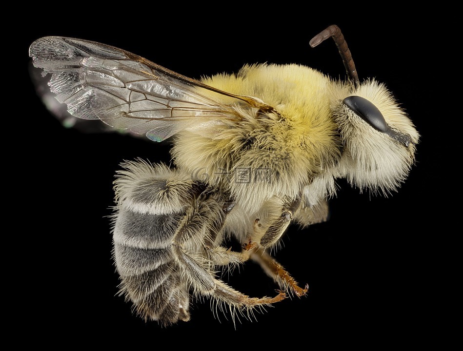 胡子拉碴的蜜蜂,特写,昆虫