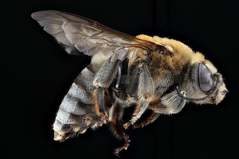 蜜蜂,花粉,特写
